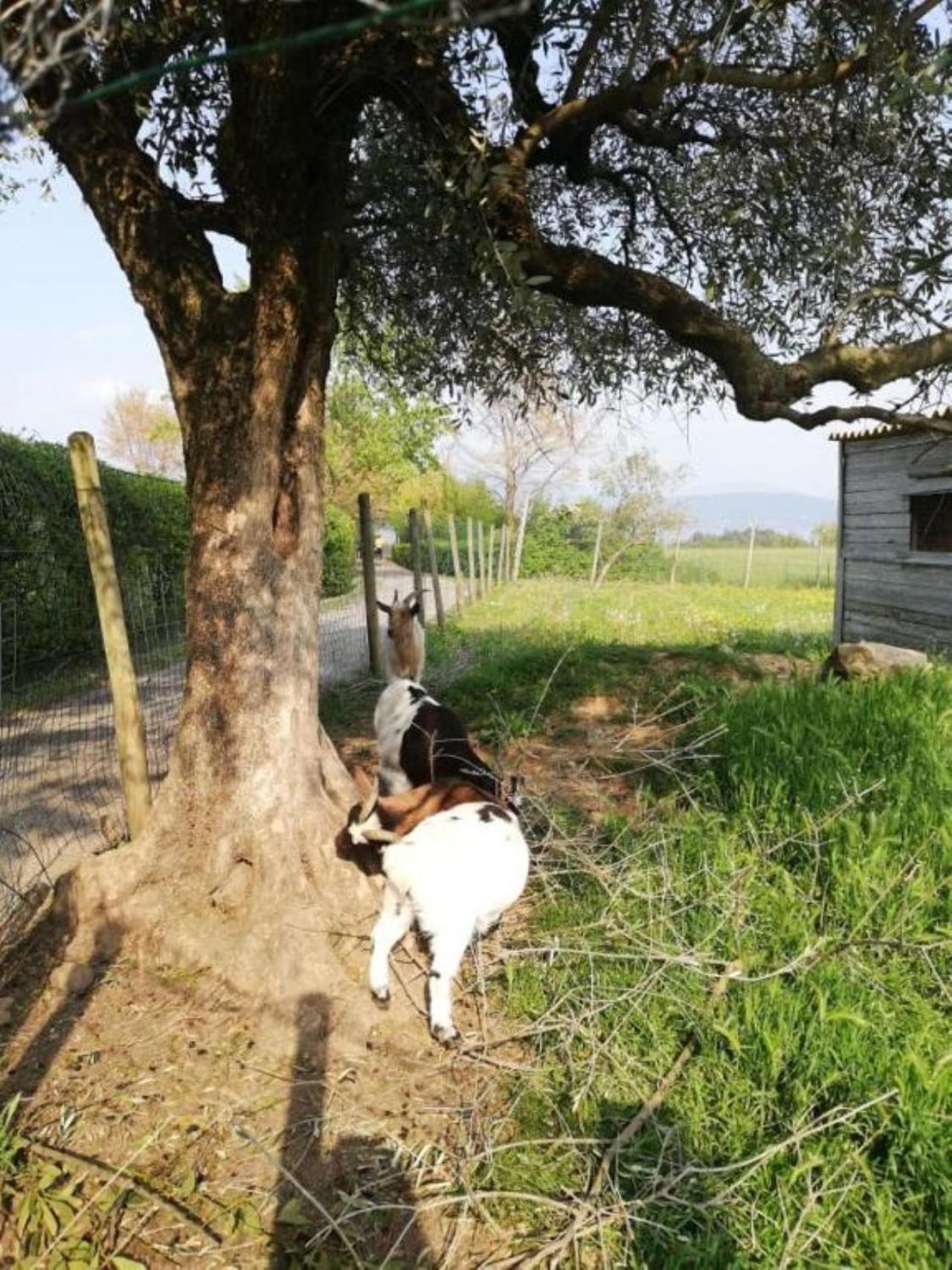 Dolce Lago B&B San Felice del Benaco Kültér fotó